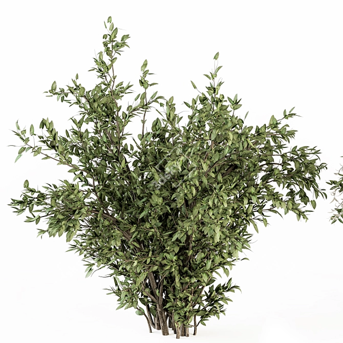 Elegant Green & White Bush Set 3D model image 6