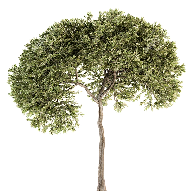 Evergreen Tree Set - 40 Pieces 3D model image 3