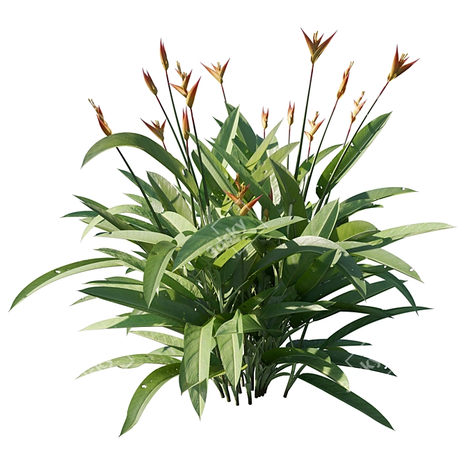 Tropical Beauty Heliconia Plant 3D model image 5