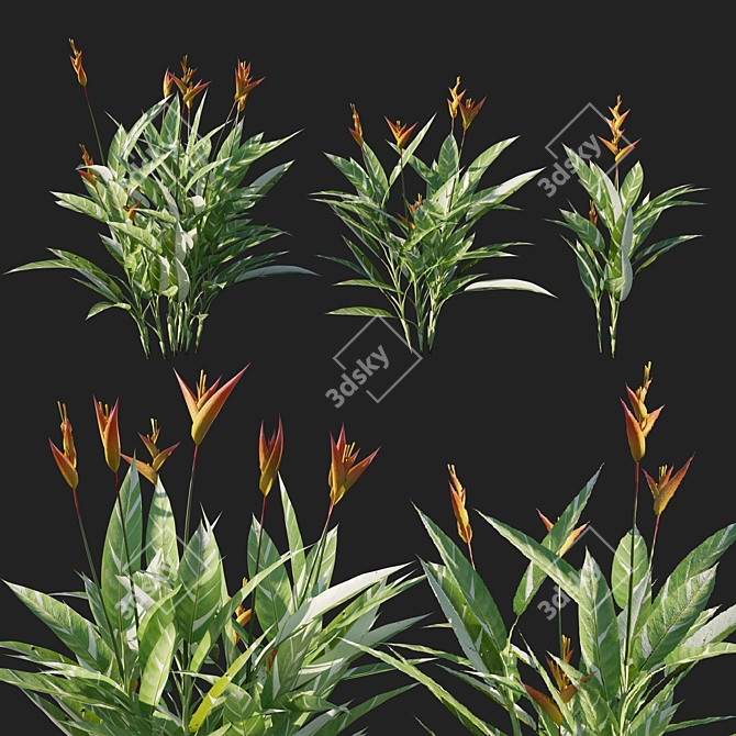 Variegated Heliconia - Vibrant Tropical Plant 3D model image 1