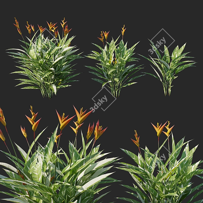 Variegated Heliconia Psittacorum 02 3D model image 1