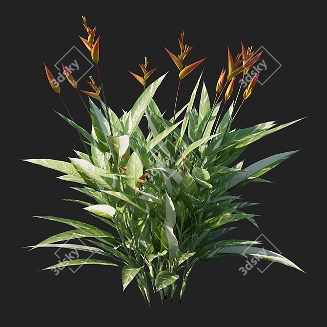 Variegated Heliconia Psittacorum 02 3D model image 2