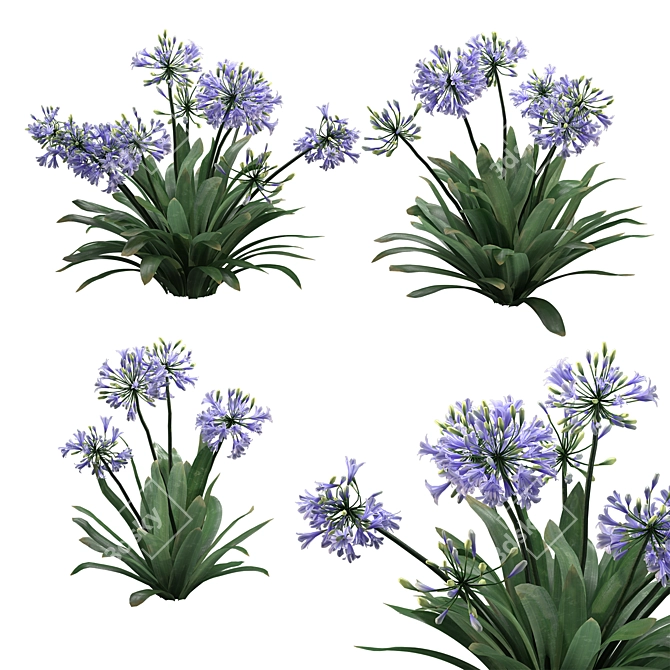 Agapanthus 2013 3D Model 3D model image 1