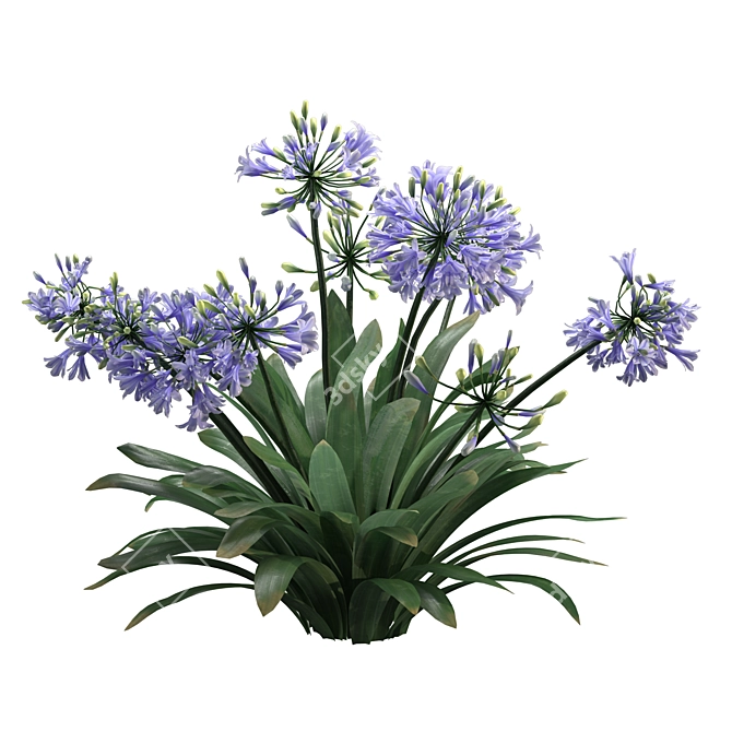 Agapanthus 2013 3D Model 3D model image 2