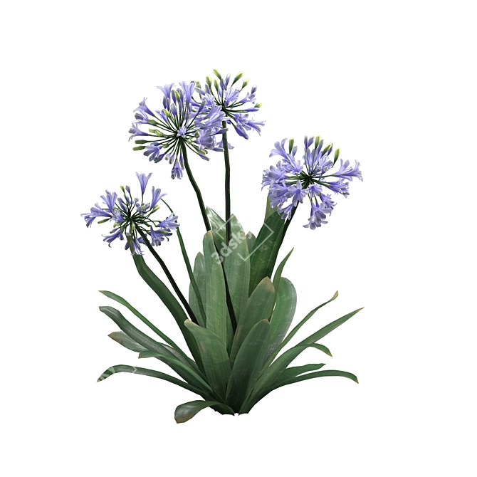 Agapanthus 2013 3D Model 3D model image 4