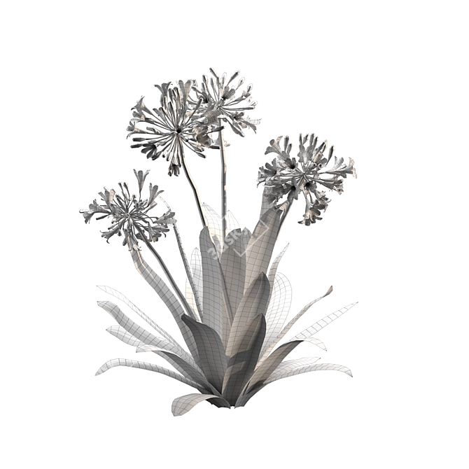 Agapanthus 2013 3D Model 3D model image 5