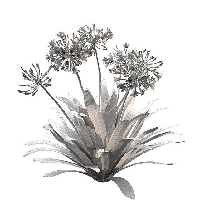 Agapanthus 2013 3D Model 3D model image 6