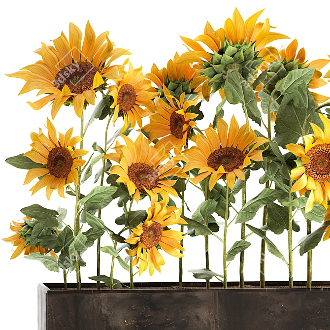 Rustic Sunflower Collection 3D model image 2