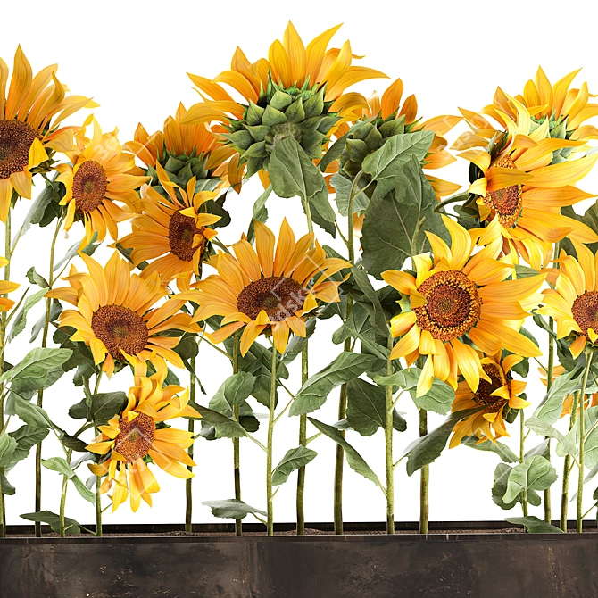 Rustic Sunflower Collection 3D model image 6