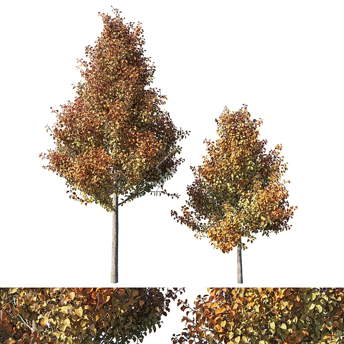 Chanticleer Pear Tree: Elegant & Versatile 3D model image 1