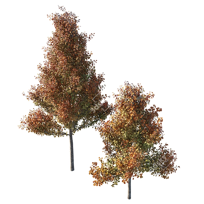 Chanticleer Pear Tree: Elegant & Versatile 3D model image 2