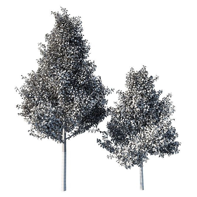 Chanticleer Pear Tree: Elegant & Versatile 3D model image 3