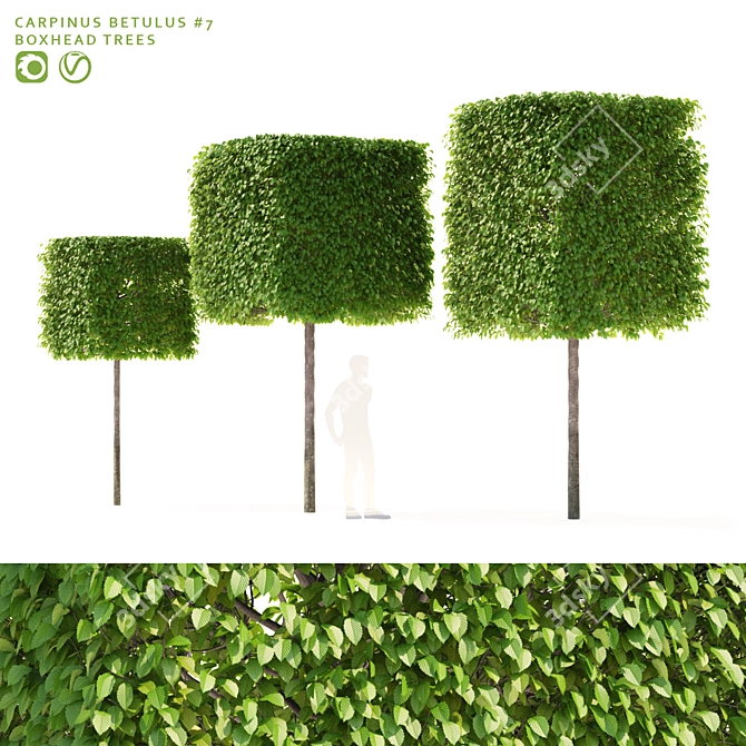 Boxhead Hornbeam Trees - Carpinus betulus Topiaries 3D model image 1