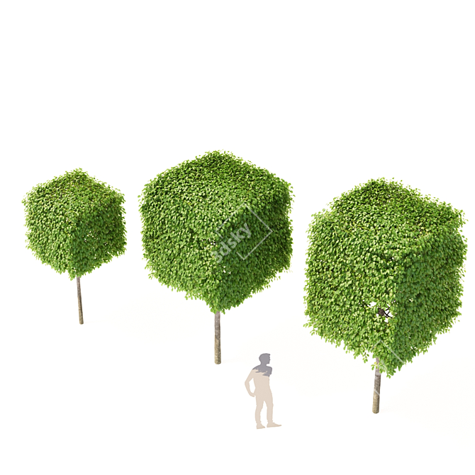 Boxhead Hornbeam Trees - Carpinus betulus Topiaries 3D Model ...