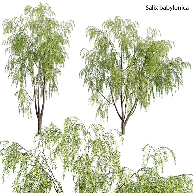 Weeping Willow 3D Model - Archive 3D model image 1