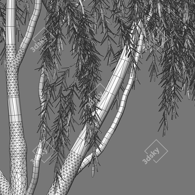 Weeping Willow 3D Model - Archive 3D model image 2