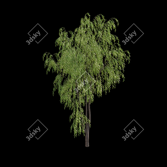 Weeping Willow 3D Model - Archive 3D model image 3