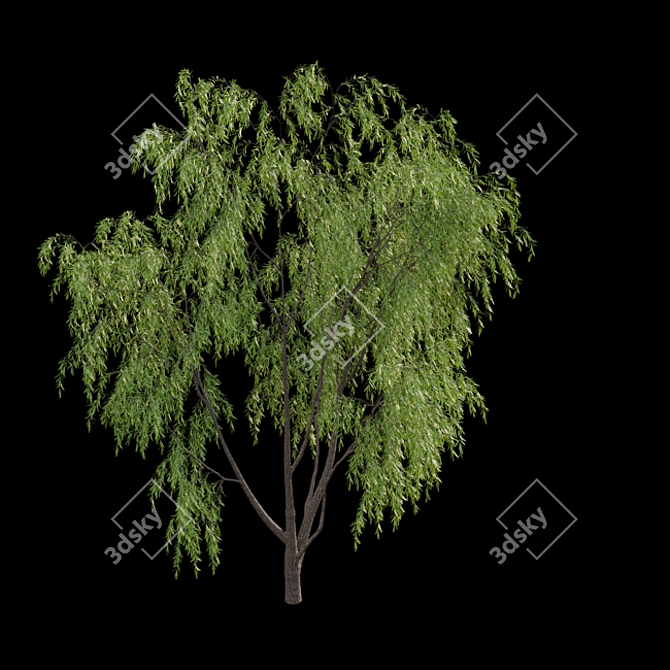 Weeping Willow 3D Model - Archive 3D model image 4