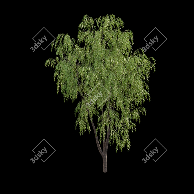 Elegant Willow Tree 3D Models 3D model image 4
