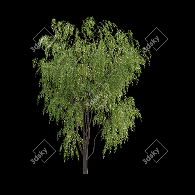 Weeping Willow Tree 3D Model 3D model image 3