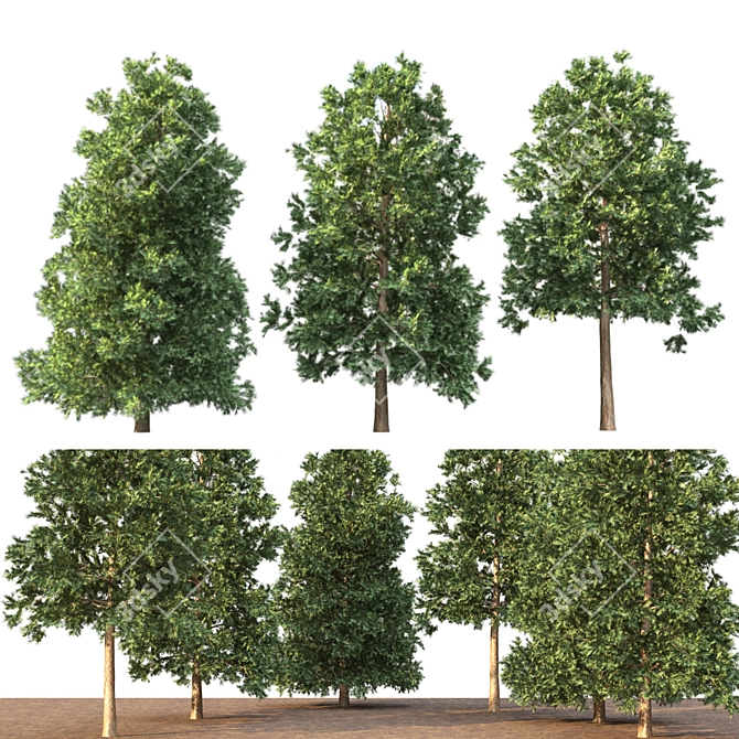 3 Pine Trees for Landscaping 3D model image 1