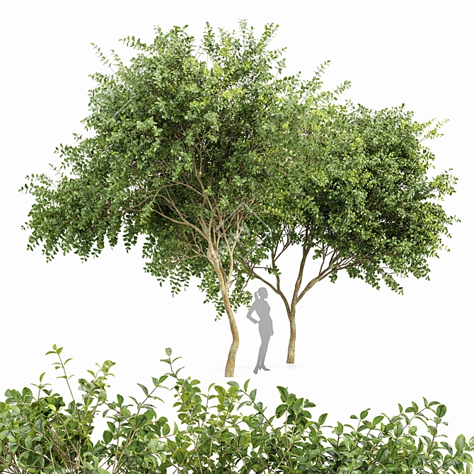 Orange Joy Perfume: Majestic Michelia Champaca Tree 3D model image 1