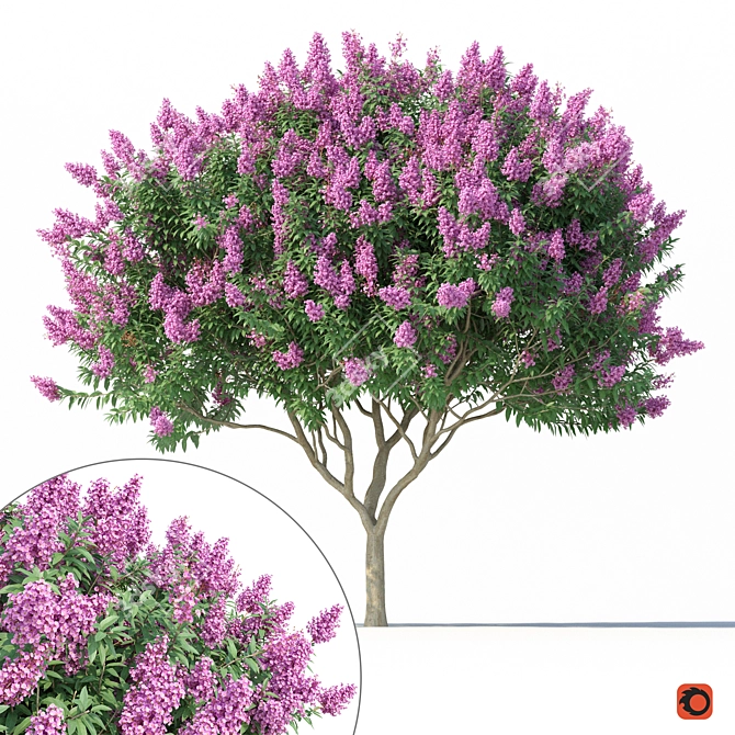 3D Crape Myrtle Tree with Flowers 3D model image 1