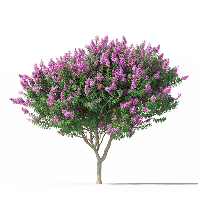 3D Crape Myrtle Tree with Flowers 3D model image 4