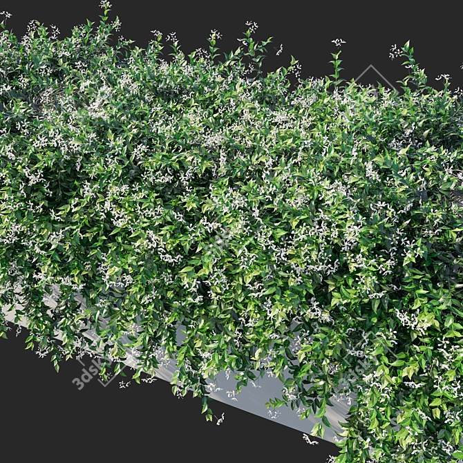 Trachelospermum Jasminoides: Stunning Floral Ornament 3D model image 2