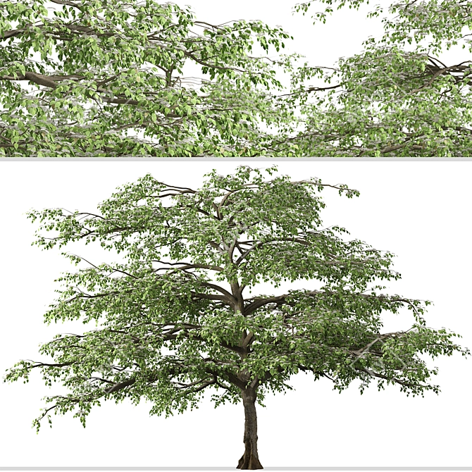 Flowering Pagoda Dogwood: Set of 2 Trees 3D model image 4