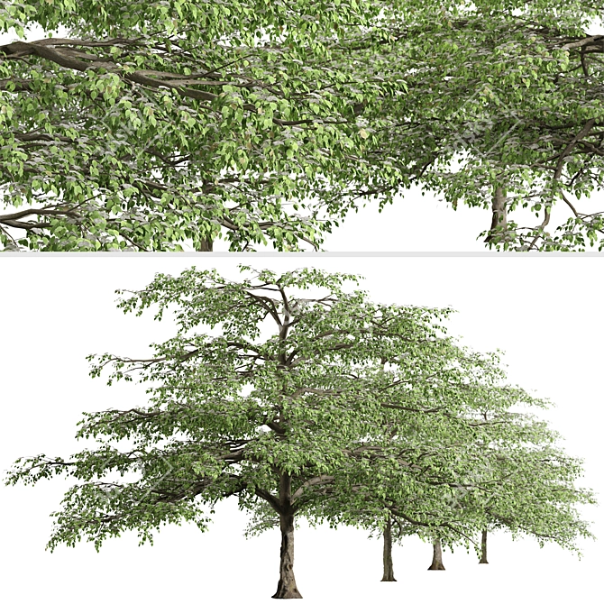 Flowering Pagoda Dogwood: Set of 2 Trees 3D model image 5
