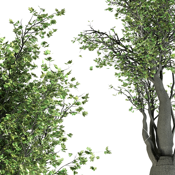 California Sycamore (2 Trees) - Natural Beauty 3D model image 2