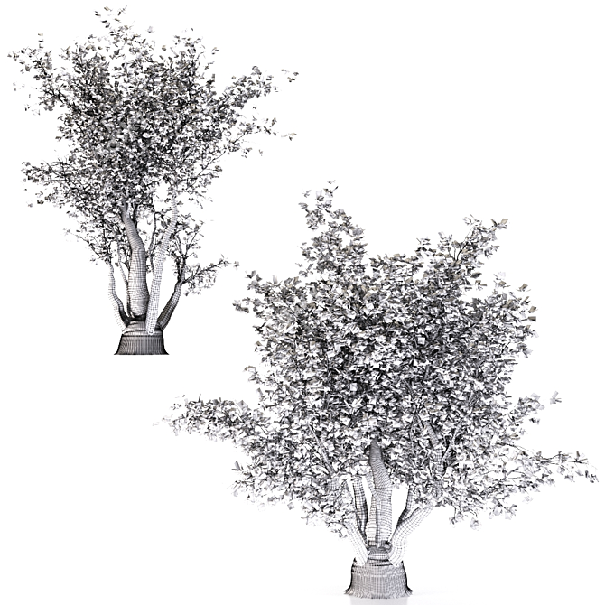 California Sycamore (2 Trees) - Natural Beauty 3D model image 3