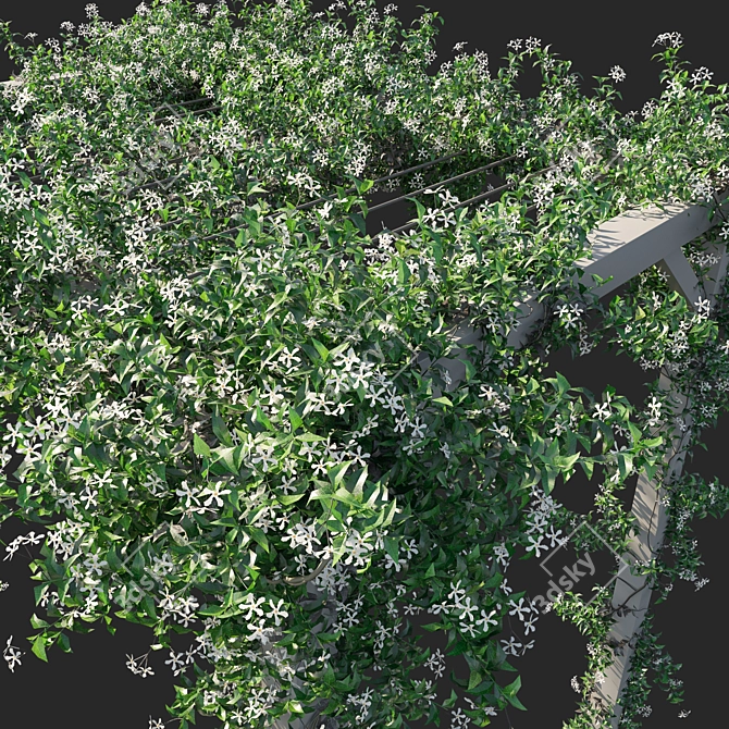 Trachelospermum Jasminoides 02: Detailed 3D Model 3D model image 2