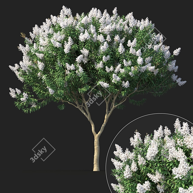 Title: Lagerstromia White Flowers - Realistic 3D Model 3D model image 1