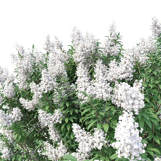 Title: Lagerstromia White Flowers - Realistic 3D Model 3D model image 2