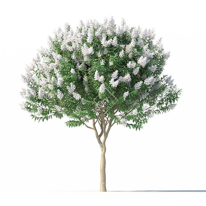 Title: Lagerstromia White Flowers - Realistic 3D Model 3D model image 3