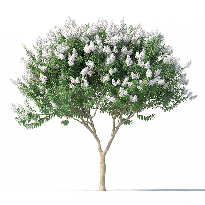 Title: Lagerstromia White Flowers - Realistic 3D Model 3D model image 4