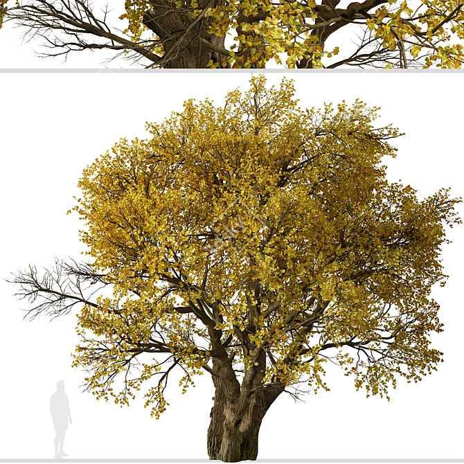 Fremont Cottonwood Trees: Natural Beauty 3D model image 2