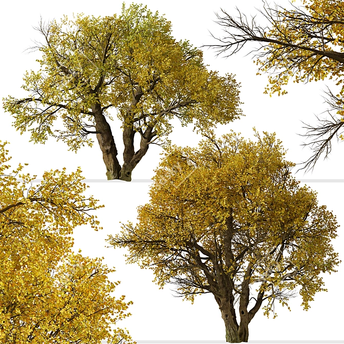 Fremont Cottonwood Trees: Natural Beauty 3D model image 3