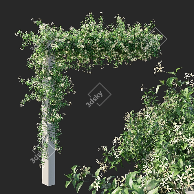 Trachelospermum Starry Jasmine - Toscane Delight 3D model image 1