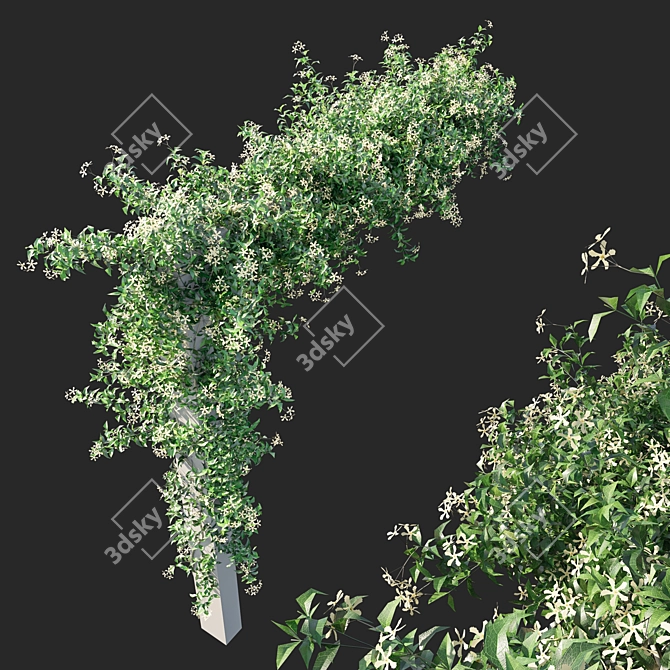 Trachelospermum Starry Jasmine - Toscane Delight 3D model image 2