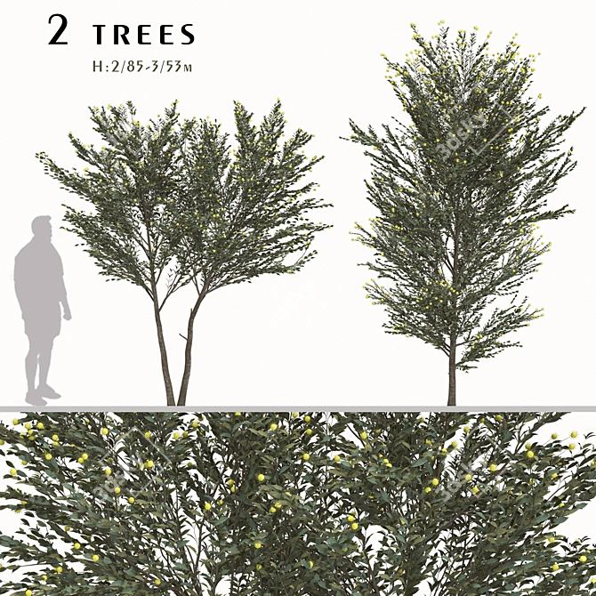 Pearl Acacia Tree Set - 2 Trees 3D model image 1