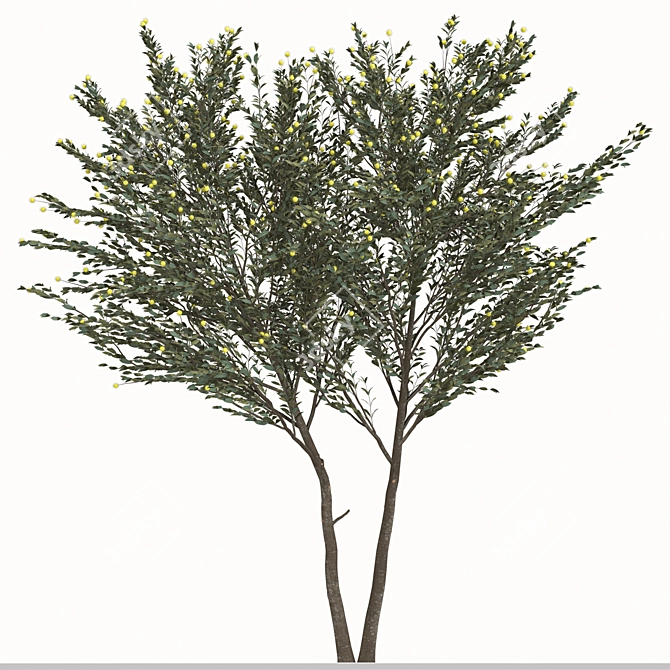 Pearl Acacia Tree Set - 2 Trees 3D model image 2