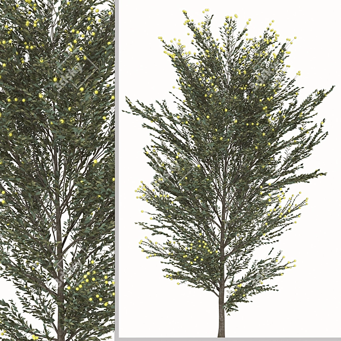 Pearl Acacia Tree Set - 2 Trees 3D model image 3
