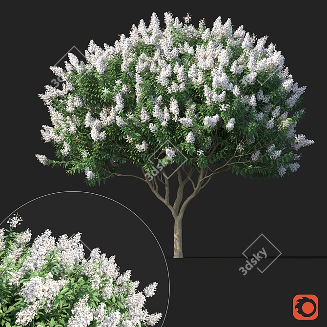 Lagerstroemia Tree: White Flowers 3D model image 1