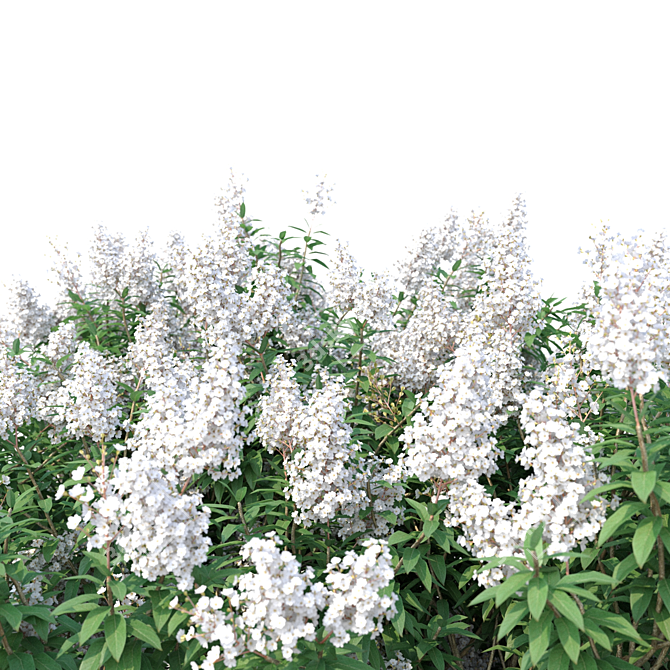 Lagerstroemia Tree: White Flowers 3D model image 2