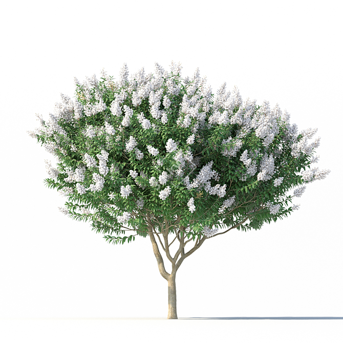 Lagerstroemia Tree: White Flowers 3D model image 3