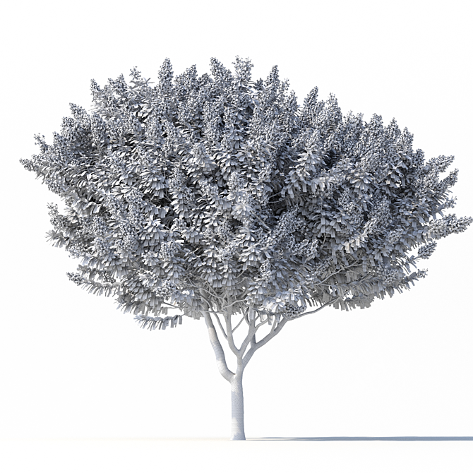 Lagerstroemia Tree: White Flowers 3D model image 4