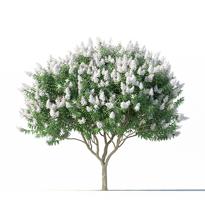 Lagerstroemia Tree: White Flowers 3D model image 5